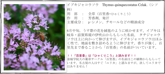 ￼イブキジャコウソウ　Thymus quinquecostatus Celak.（シソ科）
用　部　：　全草（百里香=ひゃくりこう）
作　用　：　芳香剤，発汗
主要成分：　p-シメン，チモールなどの精油成分

6月中旬，うす紫の花を絨毯のように咲かせます。イブキは岐阜・滋賀県境の伊吹山からもらった名前。 タチジャコウソウは上に向かって伸びますが，イブキジャコウソウはほふく性で，地面を敷き詰めるように伸びます。香りが強く，百里先まで香ることから「百里香」の名前がついています。

！！「百里香」は「ひゃくりこう」と読みます！！
金城学院大の薬草サークル「百里香」の名前はこの植物からもらっています。名古屋の人はすぐ「ユリカ」と読みますが，決してユリカではありません！
