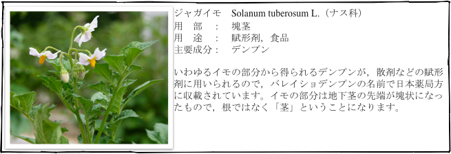 ￼ジャガイモ　Solanum tuberosum L.（ナス科）
用　部　：　塊茎
用　途　：　賦形剤，食品
主要成分：　デンプン

いわゆるイモの部分から得られるデンプンが，散剤などの賦形剤に用いられるので，バレイショデンプンの名前で日本薬局方に収載されています。イモの部分は地下茎の先端が塊状になったもので，根ではなく「茎」ということになります。
