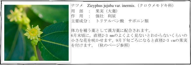 ￼ナツメ　Zizyphus jujuba var. inermis.（クロウメモドキ科）
用　部　：　果実（大棗）
作　用　：　強壮　利尿
主要成分：　トリテルペン酸　サポニン類

体力を補う薬として漢方薬に配合されます。
6月末頃に，直径2-3 mmのよくよく見ないとわからないくらいの小さな花を咲かせます。9月下旬ごろになると直径2-3 cmの果実を付けます。（秋のページ参照）


