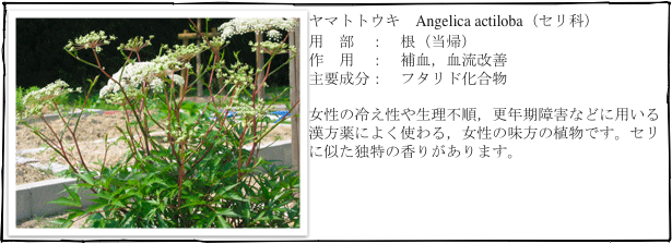 ￼ヤマトトウキ　Angelica actiloba（セリ科）
用　部　：　根（当帰）
作　用　：　補血，血流改善
主要成分：　フタリド化合物

女性の冷え性や生理不順，更年期障害などに用いる漢方薬によく使わる，女性の味方の植物です。セリに似た独特の香りがあります。
