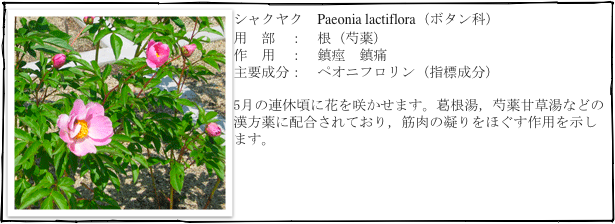 ￼シャクヤク　Paeonia lactiflora（ボタン科）
用　部　：　根（芍薬）
作　用　：　鎮痙　鎮痛
主要成分：　ペオニフロリン（指標成分）

5月の連休頃に花を咲かせます。葛根湯，芍薬甘草湯などの漢方薬に配合されており，筋肉の凝りをほぐす作用を示します。
