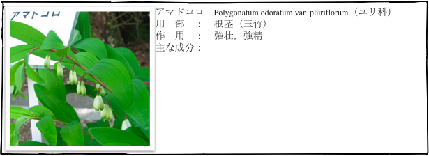 ￼アマドコロ　Polygonatum odoratum var. pluriflorum（ユリ科）
用　部　：　根茎（玉竹）
作　用　：　強壮，強精
主な成分：　

