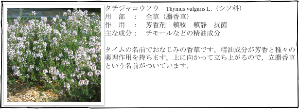 ￼タチジャコウソウ　Thymus vulgaris L.（シソ科）
用　部　：　全草（麝香草）
作　用　：　芳香剤　鎮咳　鎮静　抗菌
主な成分：　チモールなどの精油成分

タイムの名前でおなじみの香草です。精油成分が芳香と種々の薬理作用を持ちます。上に向かって立ち上がるので，立麝香草
という名前がついています。
