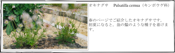 ￼オキナグサ　 Pulsatilla cernua（キンポウゲ科）
　

春のページでご紹介したオキナグサです。
初夏になると，翁の鬚のような種子を着けます。