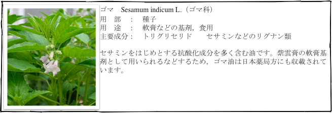 ￼ゴマ　Sesamum indicum L.（ゴマ科）
用　部　：　種子
用　途　：　軟膏などの基剤，食用
主要成分：　トリグリセリド　　セサミンなどのリグナン類

セサミンをはじめとする抗酸化成分を多く含む油です。紫雲膏の軟膏基剤として用いられるなどするため，ゴマ油は日本薬局方にも収載されています。
