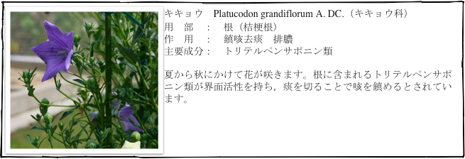 ￼キキョウ　Platucodon grandiflorum A. DC.（キキョウ科）
用　部　：　根（桔梗根）
作　用　：　鎮咳去痰　排膿
主要成分：　トリテルペンサポニン類

夏から秋にかけて花が咲きます。根に含まれるトリテルペンサポニン類が界面活性を持ち，痰を切ることで咳を鎮めるとされています。



