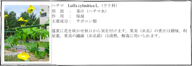 ￼ヘチマ　Luffa cylindrica L.（ウリ科）
用　部　：　茎汁（ヘチマ水）
作　用　：　保湿
主要成分：　サポニン類

盛夏に花を咲かせ秋口から実を付けます。果実（糸瓜）の煮汁は鎮咳，利尿薬，果実の繊維（糸瓜絡）は清熱，解毒に用いられます。