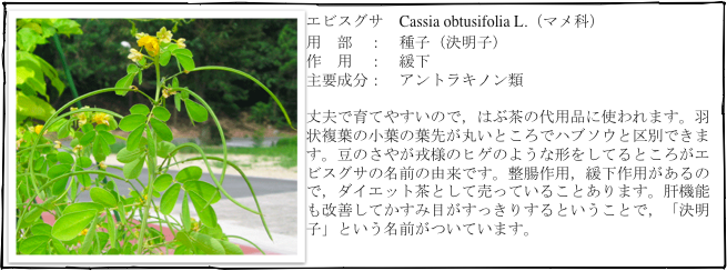 ￼エビスグサ　Cassia obtusifolia L.（マメ科）
用　部　：　種子（決明子）
作　用　：　緩下
主要成分：　アントラキノン類

丈夫で育てやすいので，はぶ茶の代用品に使われます。羽状複葉の小葉の葉先が丸いところでハブソウと区別できます。豆のさやが戎様のヒゲのような形をしてるところがエビスグサの名前の由来です。整腸作用，緩下作用があるので，ダイエット茶として売っていることあります。肝機能も改善してかすみ目がすっきりするということで，「決明子」という名前がついています。