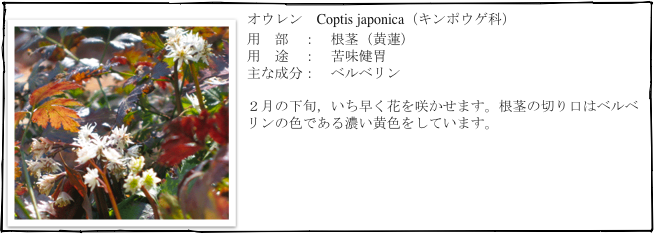 ￼オウレン　Coptis japonica（キンポウゲ科）
用　部　：　根茎（黄蓮）
用　途　：　苦味健胃
主な成分：　ベルベリン

２月の下旬，いち早く花を咲かせます。根茎の切り口はベルベリンの色である濃い黄色をしています。

