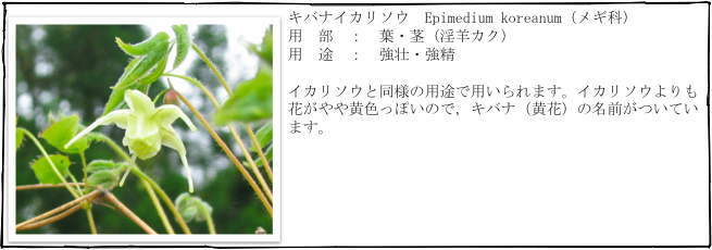 ￼キバナイカリソウ　Epimedium koreanum（メギ科）
用　部　：　葉・茎（淫羊カク）
用　途　：　強壮・強精

イカリソウと同様の用途で用いられます。イカリソウよりも花がやや黄色っぽいので，キバナ（黄花）の名前がついています。

