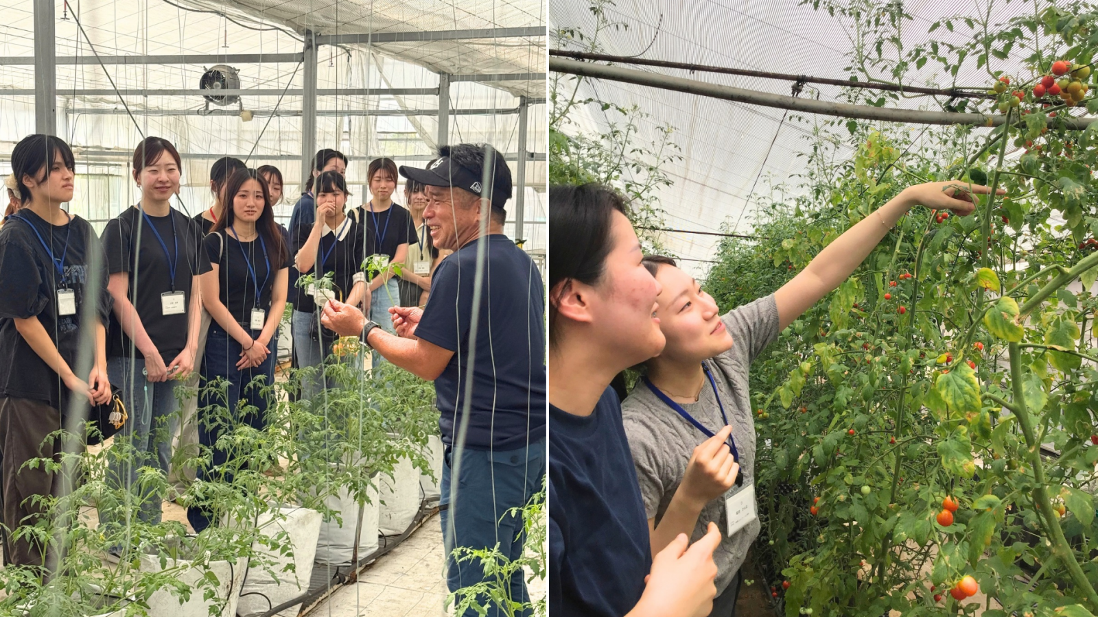 学生たちは飯田農園を訪問。トマトが育つ現場を自分の目で見て、農作業も体験しました。