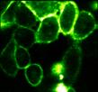 ImageJ=1.34n
unit=??m
