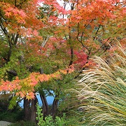 momiji2