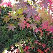 momiji5