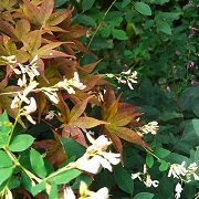momiji6