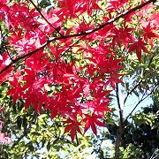 momiji7