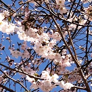 sakura1