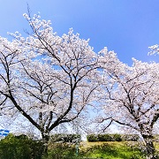 sakura2