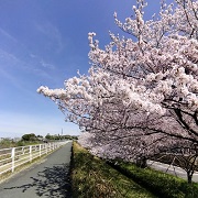 sakura3
