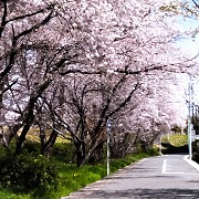 sakura5
