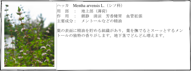 ￼ハッカ  Mentha arvensis L.（シソ科）
用　部　：　地上部（薄荷）
作　用　：　鎮静　清涼　芳香健胃　血管拡張
主要成分：　メントールなどの精油

葉の表面に精油を貯める組織があり，葉を撫でるとスーッとするメントールの独特の香りがします。地下茎でどんどん増えます。

