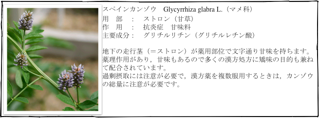 ￼スペインカンゾウ　Glycyrrhiza glabra L.（マメ科）
用　部　：　ストロン（甘草）
作　用　：　抗炎症　甘味料
主要成分：　グリチルリチン（グリチルレチン酸）

地下の走行茎（＝ストロン）が薬用部位で文字通り甘味を持ちます。
薬理作用があり，甘味もあるので多くの漢方処方に矯味の目的も兼ねて配合されています。
過剰摂取には注意が必要で，漢方薬を複数服用するときは，カンゾウの総量に注意が必要です。