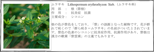 ￼ムラサキ　Lithospermum erythrorhyzon  Sieb.（ムラサキ科）
用　部　：　根（紫根）
作　用　：　抗炎症　抗菌
主要成分：　シコニン

根の色が紫色をしており，「紫」の語源となった植物です。花が群れて咲くので「群ら咲き＝ムラサキ」の名前がついたとされています。紫色の色素のシコニンに抗炎症作用，抗菌作用があり，紫根は漢方の軟膏「紫雲膏」の主薬でもあります。