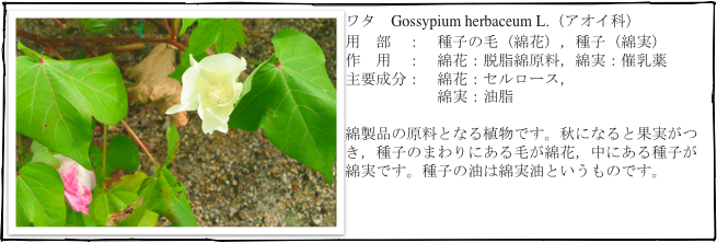 ￼ワタ　Gossypium herbaceum L.（アオイ科）
用　部　：　種子の毛（綿花），種子（綿実）
作　用　：　綿花：脱脂綿原料，綿実：催乳薬
主要成分：　綿花：セルロース，
　　　　　　綿実：油脂

綿製品の原料となる植物です。秋になると果実がつき，種子のまわりにある毛が綿花，中にある種子が綿実です。種子の油は綿実油というものです。


