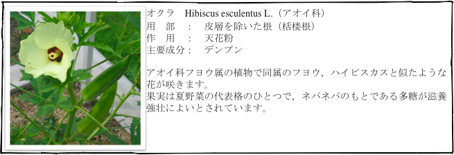 ￼オクラ  Hibiscus esculentus L.（アオイ科）
用　部　：　皮層を除いた根（栝楼根）
作　用　：　天花粉
主要成分：　デンプン

アオイ科フヨウ属の植物で同属のフヨウ，ハイビスカスと似たような花が咲きます。
果実は夏野菜の代表格のひとつで，ネバネバのもとである多糖が滋養強壮によいとされています。
