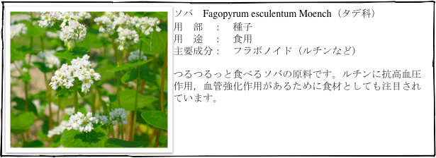 ￼ソバ　Fagopyrum esculentum Moench（タデ科）
用　部　：　種子
用　途　：　食用
主要成分：　フラボノイド（ルチンなど）

つるつるっと食べるソバの原料です。ルチンに抗高血圧作用，血管強化作用があるために食材としても注目されています。
