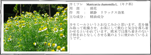 ￼カミツレ　Matricarcia chamomilla L.（キク科）
用　部　：　頭花
作　用　：　鎮静　リラックス効果
主な成分：　精油成分

カモミールというとおなじみかと思います。花を摘み取って乾燥させ，お茶にして飲むと気分を落ち着かせるといわれています。欧米では落ち着きのない子供をおとなしくさせる薬のように使われているようです。