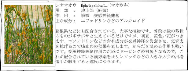 ￼シナマオウ　Ephedra sinica L.（マオウ科）
用　部　：　地上部（麻黄）
作　用　：　鎮咳　交感神経興奮
主な成分：　エフェドリンなどのアルカロイド

葛根湯などにも配合されている，大事な植物です。普段は緑の茎状のものがボサボサと生えているだけですが，初夏，黄色い花がつきます。エフェドリンなどの含有成分が交感神経を興奮させ，気管支を拡げるので咳止めの効果を表します。からだを温める作用も強いです。交感神経興奮作用のためにドーピングの対象となるので，これが配合されている漢方薬をオリンピックなどの大きな大会の出場選手が服用すると違反になります。
