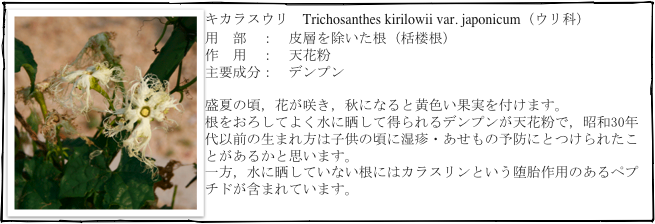 ￼キカラスウリ　Trichosanthes kirilowii var. japonicum（ウリ科）
用　部　：　皮層を除いた根（栝楼根）
作　用　：　天花粉
主要成分：　デンプン

盛夏の頃，花が咲き，秋になると黄色い果実を付けます。
根をおろしてよく水に晒して得られるデンプンが天花粉で，昭和30年代以前の生まれ方は子供の頃に湿疹・あせもの予防にとつけられたことがあるかと思います。
一方，水に晒していない根にはカラスリンという堕胎作用のあるペプチドが含まれています。