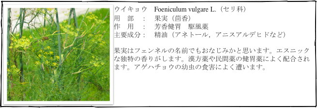 ￼ウイキョウ　Foeniculum vulgare L.（セリ科）
用　部　：　果実（茴香）
作　用　：　芳香健胃　駆風薬
主要成分：　精油（アネトール，アニスアルデヒドなど）

果実はフェンネルの名前でもおなじみかと思います。エスニックな独特の香りがします。漢方薬や民間薬の健胃薬によく配合されます。アゲハチョウの幼虫の食害によく遭います。
