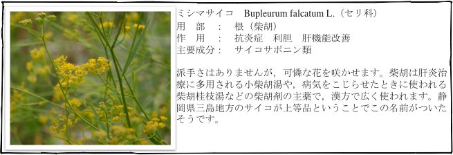 ￼ミシマサイコ　Bupleurum falcatum L.（セリ科）
用　部　：　根（柴胡）
作　用　：　抗炎症　利胆　肝機能改善
主要成分：　サイコサポニン類

派手さはありませんが，可憐な花を咲かせます。柴胡は肝炎治療に多用される小柴胡湯や，病気をこじらせたときに使われる柴胡桂枝湯などの柴胡剤の主薬で，漢方で広く使われます。静岡県三島地方のサイコが上等品ということでこの名前がついたそうです。