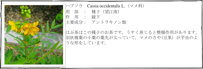 ￼ハブソウ　Cassia occidentalis L.（マメ科）
用　部　：　種子（望江南）
作　用　：　緩下
主要成分：　アントラキノン類

はぶ茶はこの種子のお茶です。うすく煎じると整腸作用があります。
羽状複葉の小葉の葉先が尖っていて，マメのさや(豆果）が芋虫のような形をしています。