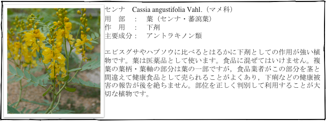 ￼センナ　Cassia angustifolia Vahl.（マメ科）
用　部　：　葉（センナ・蕃瀉葉）
作　用　：　下剤
主要成分：　アントラキノン類

エビスグサやハブソウに比べるとはるかに下剤としての作用が強い植物です。葉は医薬品として使います。食品に混ぜてはいけません。複葉の葉柄・葉軸の部分は葉の一部ですが，食品業者がこの部分を茎と間違えて健康食品として売られることがよくあり，下痢などの健康被害の報告が後を絶ちません。部位を正しく判別して利用することが大切な植物です。
