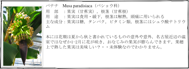 ￼バナナ　Musa paradisiaca（バショウ科）
用　部　：果実（甘蕉実），根茎（甘蕉根）
用　途　：果実は食用・緩下，根茎は解熱，頭痛に用いられる
主な成分：果実は糖，タンパク，ビタミン類，根茎にはシュウ酸ナトリウム

本には花期は夏から秋と書かれているものの意外や意外，名古屋近辺の温室ではなぜか1-2月に花が咲き，おなじみの果実が膨らんできます。果穂上で熟した果実は美味しい？・・未体験なのでわかりません。

