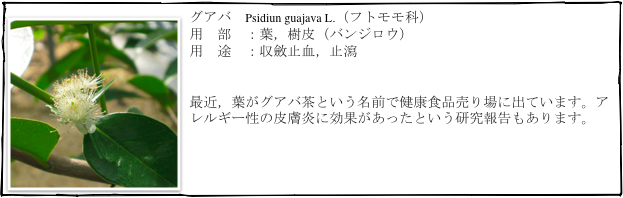 ￼グアバ　Psidiun guajava L.（フトモモ科）
用　部　：葉，樹皮（バンジロウ）
用　途　：収斂止血，止瀉


最近，葉がグアバ茶という名前で健康食品売り場に出ています。アレルギー性の皮膚炎に効果があったという研究報告もあります。
