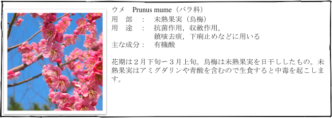 ￼ウメ　Prunus mume（バラ科）
用　部　：　未熟果実（烏梅）
用　途　：　抗菌作用，収斂作用。　
　　　　　　鎮咳去痰，下痢止めなどに用いる
主な成分：　有機酸

花期は２月下旬〜３月上旬。烏梅は未熟果実を日干ししたもの。未熟果実はアミグダリンや青酸を含むので生食すると中毒を起こします。


