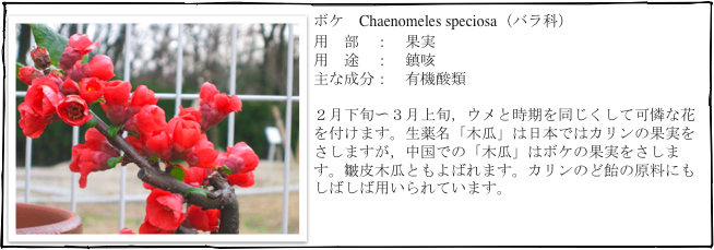 ￼ボケ　Chaenomeles speciosa（バラ科）
用　部　：　果実
用　途　：　鎮咳
主な成分：　有機酸類

２月下旬〜３月上旬，ウメと時期を同じくして可憐な花を付けます。生薬名「木瓜」は日本ではカリンの果実をさしますが，中国での「木瓜」はボケの果実をさします。皺皮木瓜ともよばれます。カリンのど飴の原料にもしばしば用いられています。
