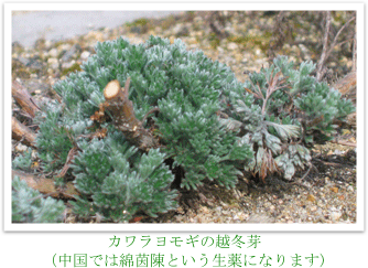 ￼
カワラヨモギの越冬芽
（中国では綿茵陳という生薬になります)
