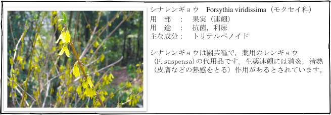 ￼シナレンギョウ　Forsythia viridissima（モクセイ科）
用　部　：　果実（連翹）
用　途　：　抗菌，利尿
主な成分：　トリテルペノイド

シナレンギョウは園芸種で，薬用のレンギョウ（F.suspensa)の代用品です。生薬連翹には消炎，清熱（皮膚などの熱感をとる）作用があるとされています。