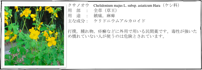 ￼クサノオウ　Chelidonium majus L. subsp. asiaticum Hara（ケシ科）
用　部　：　全草（草王）
用　途　：　鎮痛，麻痺
主な成分：　ケリドニウムアルカロイド

打撲，腫れ物，疥癬などに外用で用いる民間薬です。毒性が強いため慣れていない人が使うのは危険とされています。